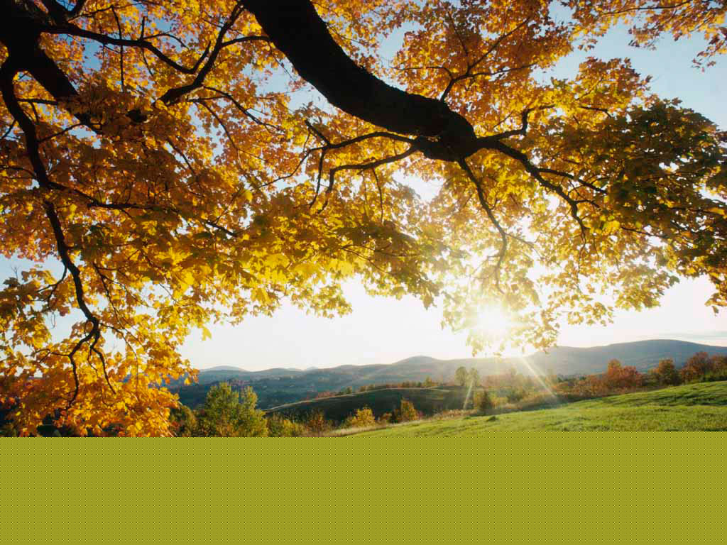 Autumn Leaves.jpg